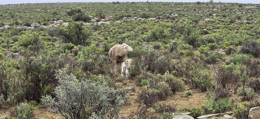 4 Bedroom Property for Sale in Fraserburg Rural Northern Cape